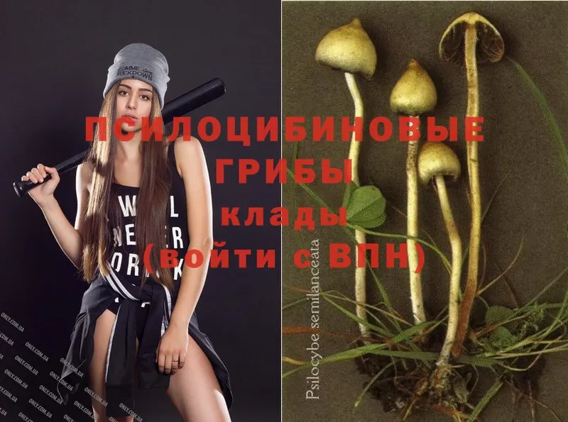 Галлюциногенные грибы Psilocybe  Кедровый 